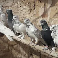 کفتر پرشی|پرنده|قم, شهرک امام حسین|دیوار