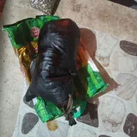 هیزه|کلکسیون و سرگرمی|کوهدشت, |دیوار