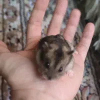 همستر خانگی|موش و خرگوش|یزد, |دیوار