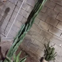 فروش کاکتوس سایزهای مختلف|گل و گیاه طبیعی|خورموج, |دیوار