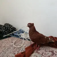 کبوتر سرخ دم سفید نر مست مست عالی دیدنی هیکل