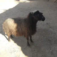 قوچ|حیوانات مزرعه|پیشخور, |دیوار