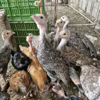 جوجه بوقلمون سه ماهه