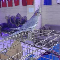 عروس هلندی خوشگل|پرنده|رباط‌کریم, نصیرشهر|دیوار