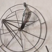 کبوترپرشی|پرنده|قم, باغ کرباسی|دیوار