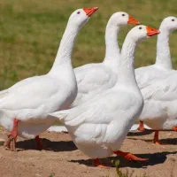 یک عدد غاز جوان.یک عدد اردک جوان و سه عدد مرغ