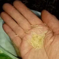 برنج هندی|خوردنی و آشامیدنی|مشهد, کوی دروی|دیوار