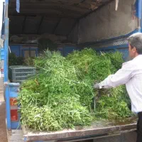 سبزی،اش و قورمه سبزی