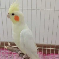 عروس هلندی نر، درشت