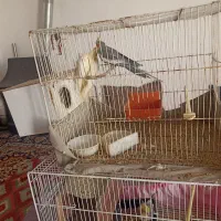 2جفت عروس هلندی بالغ|پرنده|مشهد, سجادیه|دیوار