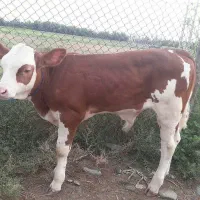 سیمینتال ۱۰۰کیلو الی ۳۰۰کیلو بفروش میرسد