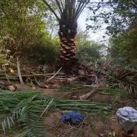 خدمات درخت خرمانخلکاری