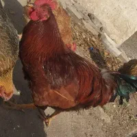 خروس محلی