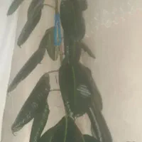 گل طبیعی خیلی سالم سرحال