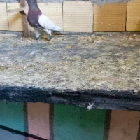 پشت سرور و کله سرخ و کرم نر