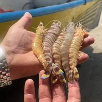 میگو صادراتی ماهی خونه