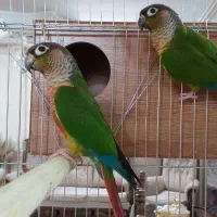 گرینچیک یلو ساید نرو ماده بالغ