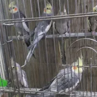 عروس هلندی سخنگو
