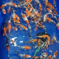 مجموعه کامل تکثیر پرورش و فروش ماهی کوی|ماهی|کرمان, |دیوار