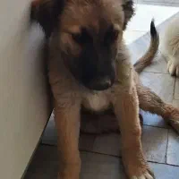 سگ ژرمن شپرد|سگ|یزد, |دیوار