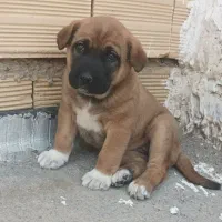 واگذاری ماده