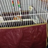 عروس هلندی گل باقالی