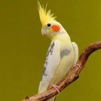 عروس هلندی مولد نرو ماده