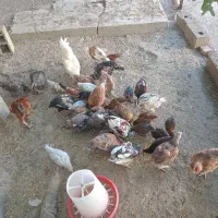 مرغ و خروس محلی برای فروش