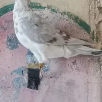 کفتر