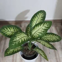 گل و گیاه طبیعی اپارتمانی|گل و گیاه طبیعی|تهران, کیانشهر|دیوار