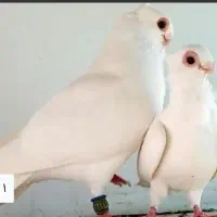 کبوتر سفید عربی نوک ریز  موشی