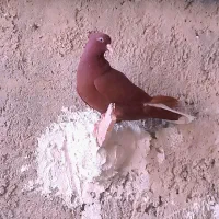کبوتر