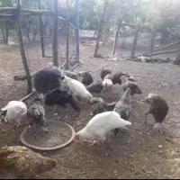 تعدادی جوجه بوقلمون و خلنگ