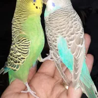 مرغ عشق ماده