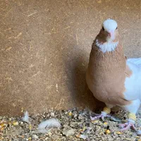 کبوتر کفتر|پرنده|شیراز, گل سرخ|دیوار