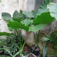 گیاه پرنده بهشتی گل خاص|گل و گیاه طبیعی|رشت, کوی امام رضا|دیوار