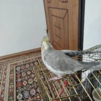 عروس هلندی خوب