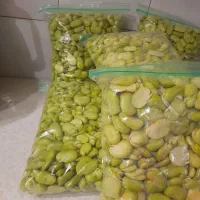 باقالی درجه۱