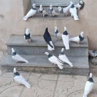 کفتر طوقی صحرایی|پرنده|همدان, |دیوار