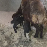 گوسفند دوقلو