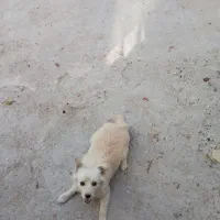 سگ پاکوتاه معاوضه با کفتر پرشی|سگ|شازند, |دیوار