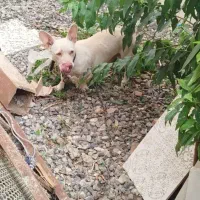 سگ پاکوتاه فروشی