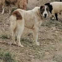 سگ خراسانی