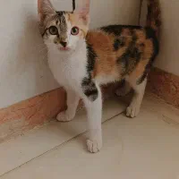 واگذاری بچه گربه ۴ ماهه کالیکو|گربه|گرمسار, |دیوار