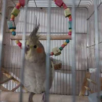 عروس هلندی|پرنده|شیراز, دودمان|دیوار