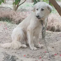 سگ نژاد گرگی و محلی