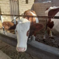 گوساله ماده|حیوانات مزرعه|شاهین دژ, |دیوار
