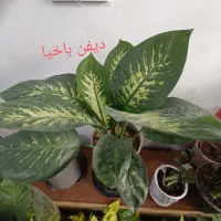 انواع  گل آپارتمانی