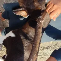 بزمری|حیوانات مزرعه|ایرانشهر, |دیوار