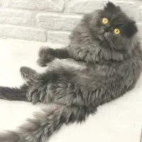 گربه اسکاتیش فولد لانگهِر Scottish Fold Longhair|گربه|پاوه, |دیوار
